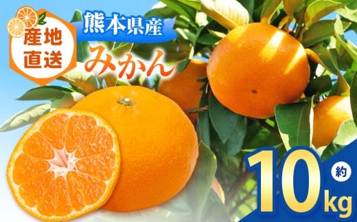 [ 先行予約 ] 熊本県 なごみ町産 みかん 約10kg | 熊本県 熊本 くまもと 和水町 なごみまち なごみ みかん ミカン 蜜柑 柑橘 柑橘類 温州 果物 フルーツ