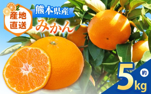 [ 先行予約 ] 熊本県和水町産 みかん 約 5kg | 熊本県 熊本 くまもと 和水町 なごみまち なごみ みかん ミカン 蜜柑 柑橘 柑橘類 温州 果物 フルーツ 小玉