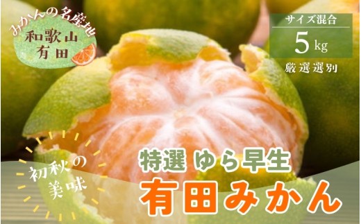 [初秋の美味][10月〜発送]特撰 ゆら早生有田みかん 5kg [ard051C]