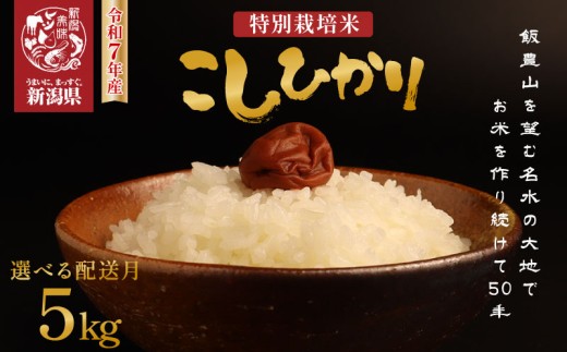 【2026年3月発送】 令和7年産 特別栽培米コシヒカリ 5kg 新米 先行予約 減農薬 特栽米 新潟県産コシヒカリ 新潟米 新発田産 新潟 米 させ農園 新潟県 新発田市 sase001_202603