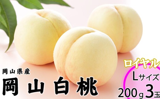 岡山白桃 ロイヤル 3玉×約200g 計約600g 岡山県産 [2025年7月上旬〜8月下旬迄発送予定] / 白桃 桃 もも 果物 果実 フルーツ 岡山県 美咲町 冷蔵