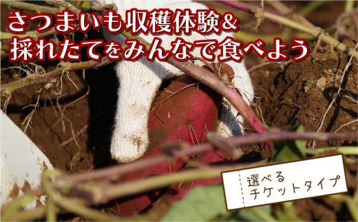 さつまいも堀り ＆ 採れたて試食会 体験 地元シェフ と 採れたて 野菜 をみんなで食べよう こども 親子 沼津 戸田  実季楽農園 【海と山に育まれた 戸田 の恵を掘り起こそう】  収穫 収穫体験 さつまいも 掘り 体験 試食 観光 静岡 沼津