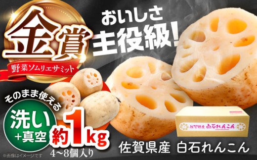 【令和7年10月以降発送】【真空れんこん】＜野菜ソムリエサミット金賞受賞＞松尾青果のこだわり白石れんこん 約1kg （4-8個入り）【松尾青果】佐賀県産 農家直送 直送 白石れんこん レンコン 蓮根 根菜 洗いれんこん 野菜 白石町産 高品質 九州 佐賀県 白石町  [IBD016] 2088563 - 佐賀県白石町