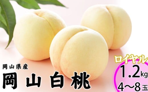 岡山白桃 ロイヤル 4～8玉 約1.2kg 岡山県産 【2025年7月上旬～8月下旬迄発送予定】 ／ 白桃 桃 もも 果物 果実 フルーツ 岡山県 美咲町 冷蔵