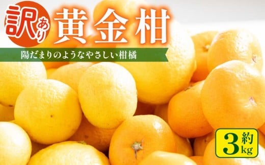 訳あり 黄金柑 3kg 低農薬 無化学肥料 みかん ミカン おうごんかん フルーツ 果物 くだもの 柑橘 かんきつ ビタミンC 富士長株式会社 静岡県 牧之原市  わけあり ワケアリ ゴールデンオレンジ