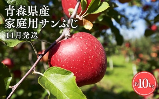 ≪11月発送≫【訳あり】家庭用 サンふじ10㎏【青森県 平川市 丸勝木村商店】平川市産 青森りんご りんご リンゴ 林檎 ふじ 訳あり 家庭 わけあり お取り寄せ 先行予約 果物 くだもの フルーツ 