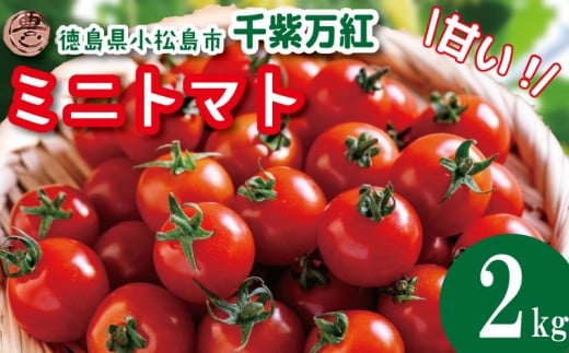 【2026年5月発送】 ミニトマト 2kg 千紫万紅 先行予約 水耕栽培 甘い 野菜 やさい 国産 産地直送 数量限定 旬 フレッシュトマト 生野菜 新鮮 ソース 調味料 ケチャップ サラダ 美容 新鮮 健康 お取り寄せ グルメ おすすめ 人気 徳島県 小松島市