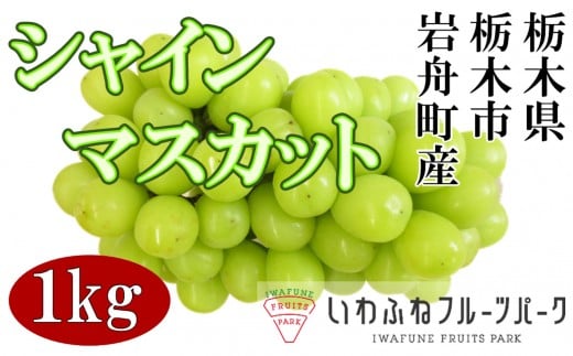 栃木市岩舟産シャインマスカット　1kg【フルーツ 果物 くだもの 食品 人気 おすすめ】