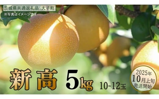 新高 約5kg (10～12玉)【2025年10月上旬発送開始】(茨城県共通返礼品：大子町) 梨 なし 果物 くだもの フルーツ にいたか