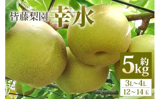 【数量限定・先行予約】【皆藤梨園】幸水（約5kg/3L～4L/12～14玉） 梨 幸水 果物 なし ナシ こうすい くだもの フルーツ 【8月上旬以降発送予定】 75-A 1422368 - 茨城県小美玉市