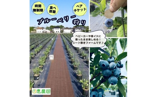 恵農園の ブルーベリー狩り ペアチケット 食べ放題 時間制限なし ブルーベリー 摘み取り体験