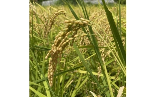 ＜令和7年産新米＞沖縄の農家直送 ひとめぼれ 玄米(栽培期間中農薬不使用)4kg【1636998】