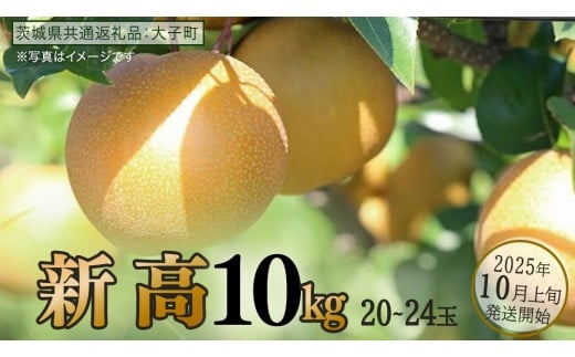 新高 約10kg (20～24玉)【2025年10月上旬発送開始】(茨城県共通返礼品：大子町) 梨 なし 果物 くだもの フルーツ にいたか
