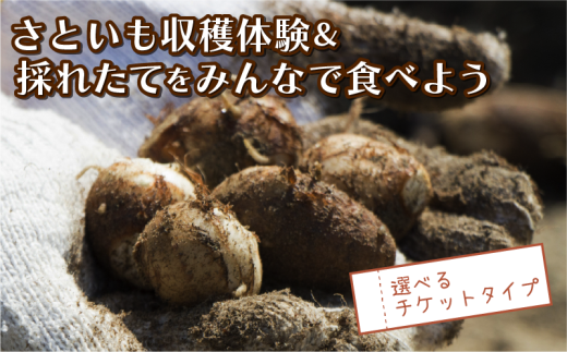 さといも堀り ＆ 採れたて試食会 体験 地元シェフ と 採れたて 野菜 をみんなで食べよう こども 親子 沼津 戸田  実季楽農園 【海と山に育まれた 戸田 の恵を掘り起こそう】  収穫 収穫体験 さといも 掘り 体験 試食 観光 静岡 沼津