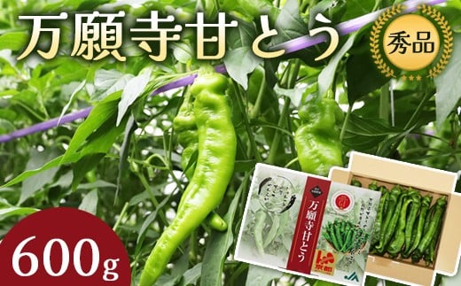 万願寺甘とう 秀品 600g 【 肉厚 ジューシー 辛くない 唯一の京野菜 国産 旬 季節の野菜 詰め合わせ 京のブランド産品 京野菜 万願寺 野菜 夏野菜 化粧箱 地場野菜 お土産 手土産 JA 京都 綾部 】