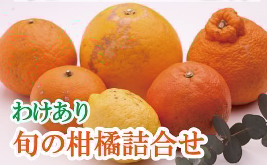 ＜1月より発送＞家庭用 柑橘詰合せ 10kg+250g（傷み補償分）【訳あり・わけあり】【有田の春みかん詰め合わせ・フルーツ詰め合せ・オレンジつめあわせ】【光センサー選別】/ くだもの 果物 フルーツ オレンジ 柑橘 和歌山【ikd240】 2191856 - 和歌山県由良町