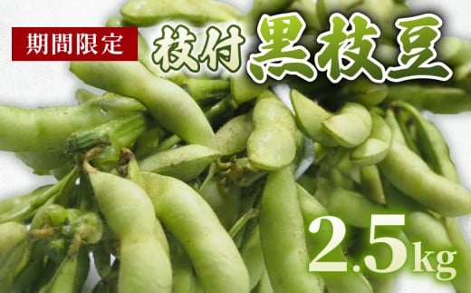 【期間限定】 京都府産 枝付き 黒枝豆 2.5kg （約500g×5束） 枝豆 えだまめ 京都 おつまみ ビール 夏野菜 夏 サラダ 天ぷら 大豆 旬  黒豆