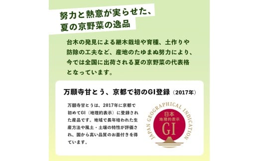 2025年夏発送分】万願寺甘とう 化粧箱入 秀品 2kg 選べる容量