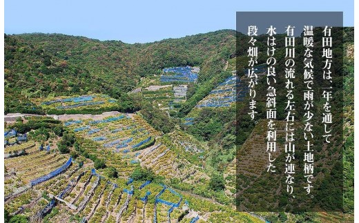 和歌山県有田川町のふるさと納税 熟成 みかん とにかく 大玉 箱込5kg ( 内容量 4.4kg )2Lサイズ以上 秀品 優品 混合 有田みかん 和歌山産 産地直送 家庭用【みかんの会】