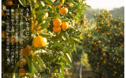 和歌山県有田川町のふるさと納税 ［先行予約］訳あり それでも 熟成みかん 箱込2.5kg ( 内容量 2.3kg ) サイズミックス Ｂ品 有田みかん 和歌山県産 産地直送 家庭用 【みかんの会】