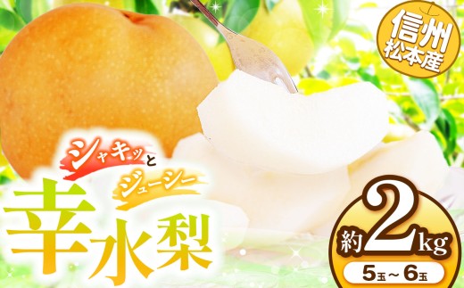 【先行受付:2026年発送】信州松本産 幸水梨 5~6玉約2kg │ 梨 なし ナシ 幸水 幸水梨 果汁 果物 くだもの フルーツ 自然 旬 ご褒美 長野県 信州 松本 ふるさと納税 2245727 - 長野県松本市