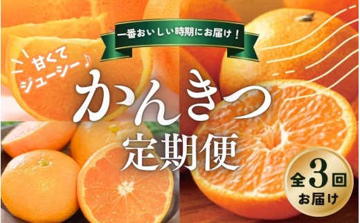 【全3回】 柑橘 定期便 石本果樹園 旬の柑橘をお届け！ /  フルーツ 果物 くだもの 柑橘 フルーツ定期便 くだもの定期便 定期便 みかん ミカン 温州みかん せとか カラマンダリン  産地直送 旬 人気 おすすめ 三重県 紀宝町