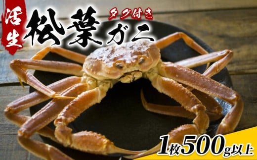 【22014】【先行予約】鳥取県網代産 松葉がに（ブランドタグ付き）500g以上（生） 鳥取 岩美 日本海 松葉ガニ ずわいがに かに  775487 - 鳥取県岩美町