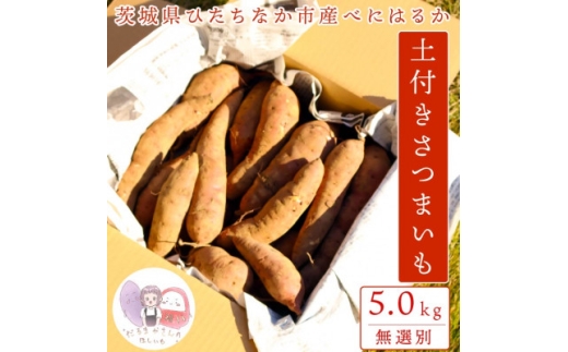 ＜先行受付＞11月下旬より発送!茨城県 ひたちなか産 さつまいも 紅はるか 箱込5kg＜訳あり＞【1631626】