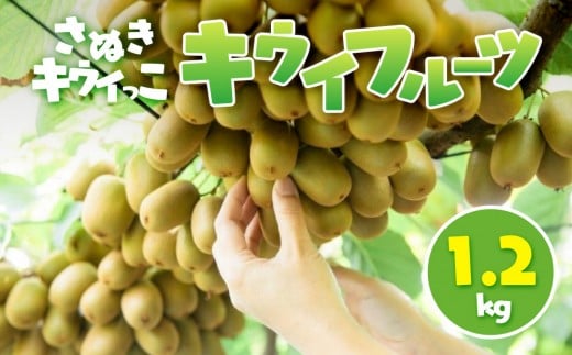 さぬきキウイっこ キウイフルーツ 1.2kg 2194459 - 香川県小豆島町