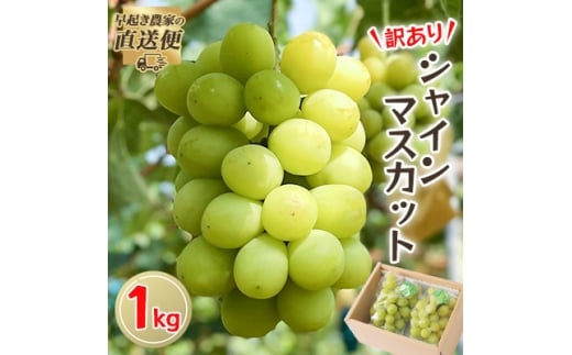 ＜2025年度発送分＞早起き農家の直送便　わけありシャインマスカット1kg【1435798】