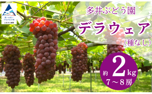 ぶどう デラウェア 2kg(7房〜8房) 果物 ぶどう 葡萄 ぶどうふるさと納税 フルーツ [多井ぶどう園]