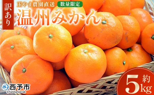 [[訳あり]温州みかん 約5kg 数量限定 産地直送] ワケアリ 家庭用 みかん ミカン うんしゅうみかん ウンシュウ 蜜柑 柑橘 フルーツ 果物 果実 くだもの 特産品 旬 玉やま農園 愛媛県 西予市[常温]『2025年11月中旬〜12月迄に順次出荷予定』