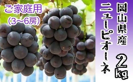 ニューピオーネ 2kg 3~6房(ご家庭用)【限定数800セット】岡山 ピオーネ 大粒 ぶどう 葡萄 果物 フルーツ 甘い おいしい 人気 おすすめ 岡山県 832822 - 岡山県岡山県庁