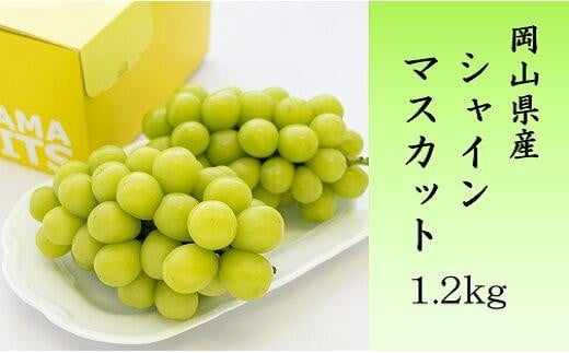 ご家庭用シャインマスカット1.2kg(2〜3房)[数量限定300セット]