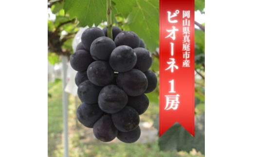 ＜きよとうファーム＞＜お試し便＞ピオーネ1房/500g~(岡山県産)【1535978】