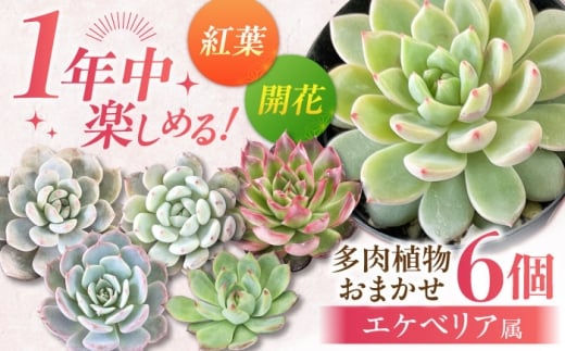 【選べる発送月】【12月】オールシーズン 楽しむ！ エケベリア6個セット / 多肉植物 観葉植物 寄せ植え 用 / 日本花キ流通 /御嵩町 [AVBK001-2]
