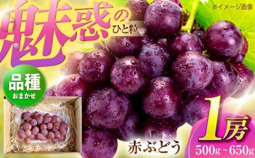 おまかせ赤ぶどう 1房(約500g~650g)[五反田農園] 