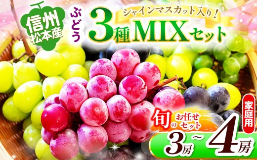 信州松本産　ぶどう3種MIXセット（シャインマスカット入り）　3～４房(約1.8kg) 　お任せセット 家庭用 │ シャインマスカット マスカット ブドウ ぶどう 葡萄 お任せ セット 果物 秋 くだもの フルーツ 自然 旬 ご褒美 長野県 信州 松本 ふるさと納税 2245730 - 長野県松本市