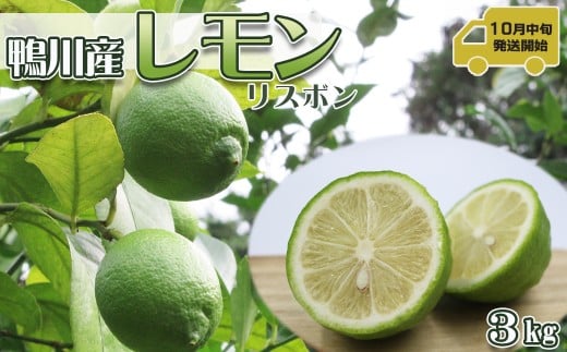 【令和7年10月下旬発送／先行予約】刈込園芸 鴨川産レモン『リスボン』３kg　[0010-0277] 1095921 - 千葉県鴨川市