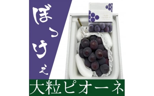 岡山県産 ぼっけえ大粒ニューピオーネ1房(800g以上) 化粧箱入り【1499102】