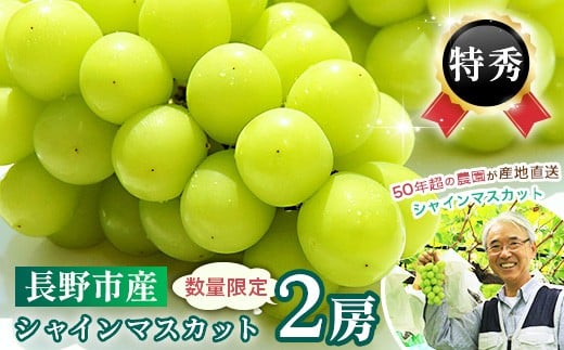 J0567長野市産シャインマスカット【特秀】2房【2025年9月中旬以降出荷分】（タマファーム）