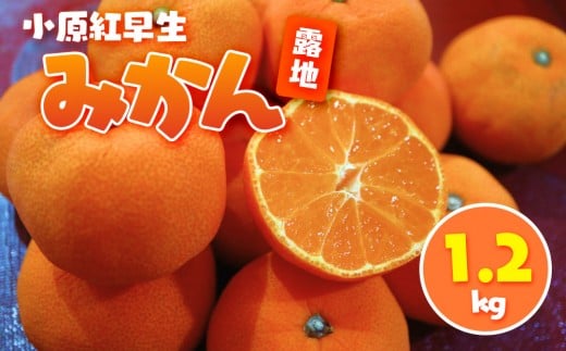小原紅早生みかん(露地) 1.2kg 2194453 - 香川県小豆島町