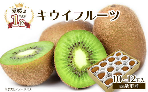 【先行予約】 愛媛県西条市産  グリーンキウイ  10～12玉入り　2026年1月～2月発送｜ キウイフルーツ ヘイワード キウイ 国産 フルーツ 果物 ビタミン 食物繊維 お取り寄せ 愛媛県 西条市