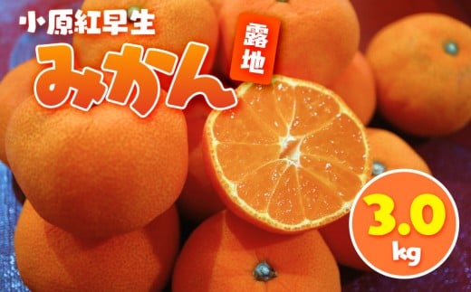 小原紅早生みかん(露地) 3.0kg 2194454 - 香川県小豆島町