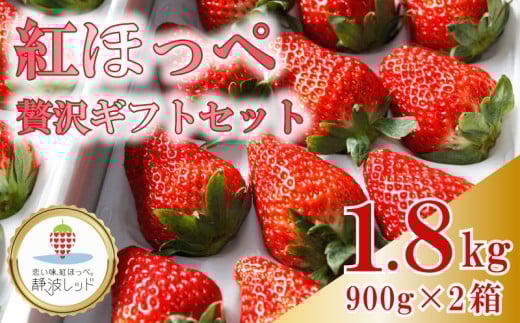 【令和8年1月から発送】 紅ほっぺ 贅沢 ギフト セット 900g × 2箱 果物 いちご イチゴ 苺 フルーツ くだもの スイーツ デザート ストロベリー おやつ 完熟 直送 ギフト 家庭用 贈答用 贈答 ギフト 贈り物 甘い ブランド ジャム スムージー アレンジ フルーツサンド フルーツ大福 いちご大福 健康 ビタミン 農家直送 朝採れ ベリー 国産 イチゴイチエ石神農園 静岡県 牧之原市 1122355 - 静岡県牧之原市