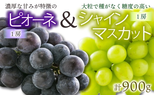 【先行予約】★8月下旬から発送★ 松山市産 シャインマスカット 1房 ピオーネ 1房のセット 計900g ぶどう 葡萄 フルーツ 果物 産地直送  期間限定 先行予約 くだもの ぶどう 葡萄 ブドウ 大粒 おすすめ 人気 旬 フルーツ