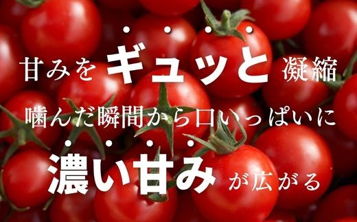 先行予約受付中〉 四万十川 源流域で育まれた 絶品 フルーツミニ