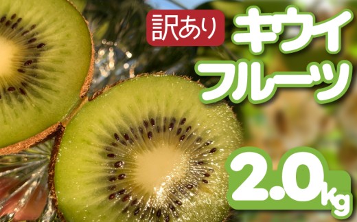 【先行予約】【12月上旬~順次発送】 訳あり キウイフルーツ 2kg 腸活 グリーンキウイ 健康 甘い キウイ フルーツ 無選別 みつばちキウイ 規格外 デザート 果物 くだもの 国産 愛知県 南知多町 【配送不可地域：北海道 青森 秋田 岩手 沖縄 離島】 1565152 - 愛知県南知多町