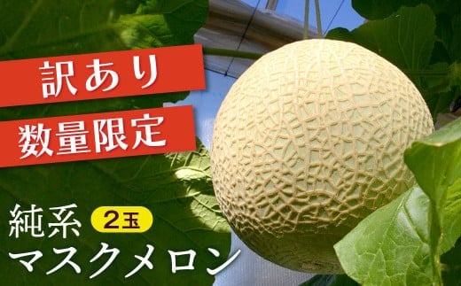 【訳あり】純系マスクメロン２玉