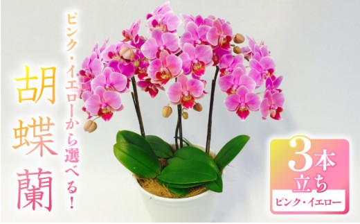 胡蝶蘭 ミディー胡蝶蘭 選べる カラー ピンク系 イエロー系 5.5号 3本立ち 寄せ植え 花 お花 flower 植物 コンパクト 品種 おまかせ お楽しみ 家庭用 鑑賞 インテリア 贈答 記念日 ギフト プレゼント お祝い 祝い 誕生日 還暦 米寿 お歳暮 お中元 贈り物 送料無料 ふるさと納税 千葉県 旭市 椎名洋ラン園 sye